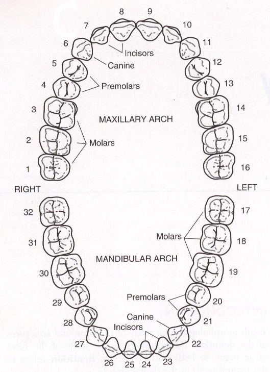 tooth-numbers